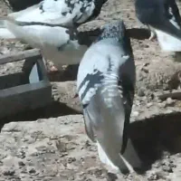 کبوتر شیش دنگ