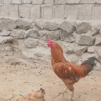 خروس‌|حیوانات مزرعه|مشگین شهر, |دیوار