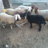 ۴عدد گوسفند