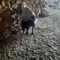 بز دوقلو به شرط شیر|حیوانات مزرعه|سبزوار, قصبه غربی|دیوار