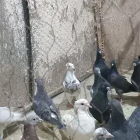 کفتر طور|پرنده|چناران, |دیوار