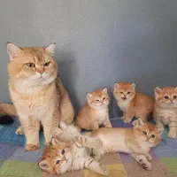 واگذاری توله گربه بریتیش پرشین اسکاتیش لانگهیرجیبی