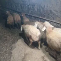 بره نر ۱۰ عدد هست کیلوی ۳۶۵تومان