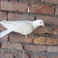 چهار عدد کفتر غریب گیری