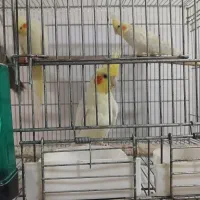 عروس هلندی|پرنده|صفادشت, |دیوار