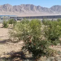 استخدام نگهبان