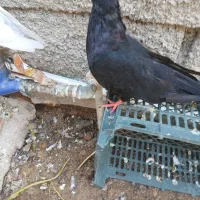 کبوتر زاغ آبادانی|پرنده|بندر ماهشهر, |دیوار