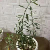 گیاه|گل و گیاه طبیعی|کلاله, |دیوار