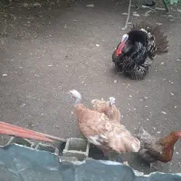 بوقلمون ۳تا ماده تخگذارو ۱ نر درشت
