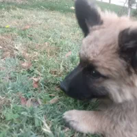 سگ نژاد شیوا|سگ|مشهد, شهید قربانی|دیوار