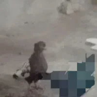 کفتر سینه قهوه‌ای و سرخ|پرنده|شیراز, نیستان|دیوار