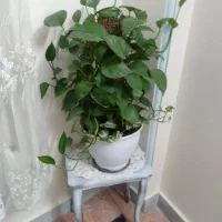 گلدان پتوس و خنجری