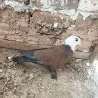 کفتر|پرنده|سبزوار, باهنر|دیوار