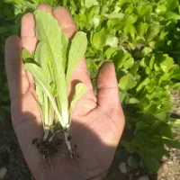 فروش بذر کاهو