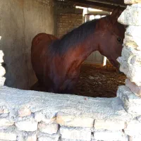 اسب نریان 8ماهه|اسب و تجهیزات اسب‌سواری|سیمین شهر, |دیوار