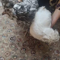 مرغ سلطان بالغ