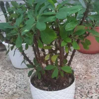 گل طبیعی|گل و گیاه طبیعی|آباده, |دیوار