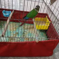 طوطی گرینچیک نر مست|پرنده|شوشتر, |دیوار