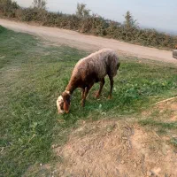 دو راس گوسفند ابستن|حیوانات مزرعه|نکا, |دیوار