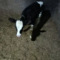 گاو|حیوانات مزرعه|خنداب, |دیوار