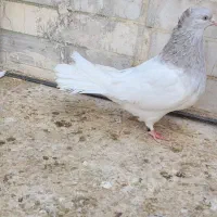 کله ای ماده|حیوانات|بم, |دیوار