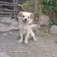 سگ پا کوتاه|سگ|جیرفت, |دیوار