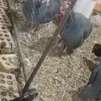 مرغ شاخدار.جوجه بوقلمون ایام سمانی. برهما.لهستانی.|حیوانات مزرعه|اصفهان, باتون|دیوار