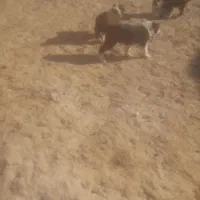 بلغور جو بندری فروشی