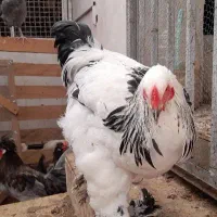 زینتی، گلین، لهستانی بلو، برهما