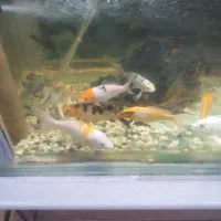 ماهی کوی ۴۰‌ تا‌ ۵۰ عدد