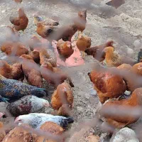 مرغ و خروس گلپایگانی، سلطان|حیوانات مزرعه|پادنا, |دیوار