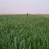 یونجه درجه ۱ ششتمد