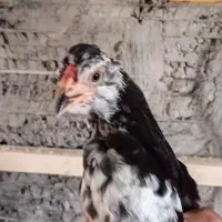 جوجه لاری و گلین لری