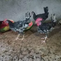 خروس عربی اصیل جوان