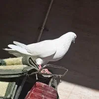 بمبویی|پرنده|امیدیه, |دیوار