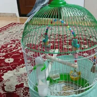 فروش یک عدد عروس هلندی|پرنده|املش, |دیوار