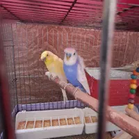 مرغ عشق مولد