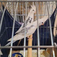 عروس هلندی سفید پشدار|پرنده|ری, ولی آباد|دیوار