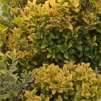 حراج نهال کرج درختچه شمال|گل و گیاه طبیعی|ازنا, |دیوار