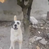 فروشی افغان الابای