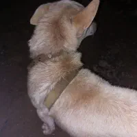 سگ پاکوتاه|سگ|گنبد کاووس, |دیوار