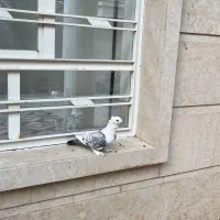 کبوتر بلژیکی