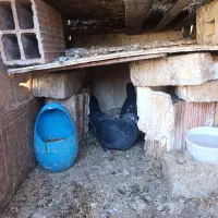 عشق به آسمان|پرنده|مینودشت, |دیوار