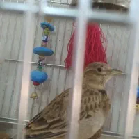 سهره خاکی نر|پرنده|قم, شهر قائم|دیوار