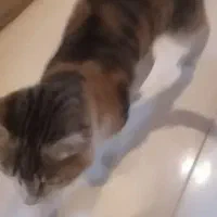 معاوضه گربه با پرنده