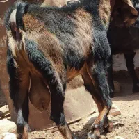 نر بز یک سال و سه چهار ماه درشت اندام و نژاد خوب