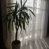 درختچه یوکا