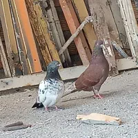 کبوتر