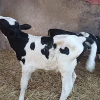 گوساله نوجوان