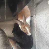 دوعدد خرگوش نر ماده